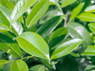 The lush greenery of the leaves against the backdrop of sunlight creates an atmosphere of freshness and natural beauty, filling the image with life