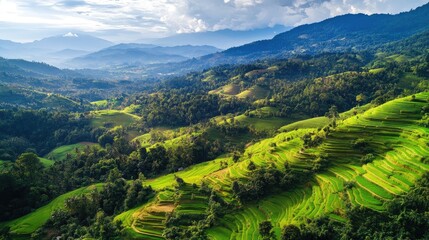 Top view of the lush terraces of Doi Inthanon National Park, with rice paddies cascading down the hills in northern Thailand.