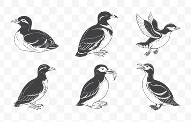 Murrelet Bird Line Art Vector Set Illustrations of Murrelet in Minimalist Style for Graphic Design and Nature Projects
