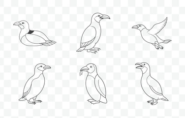 Obraz premium Comprehensive High Quality Razorbill Line Art Vector Illustrations Collection of Seabird Graphics Set