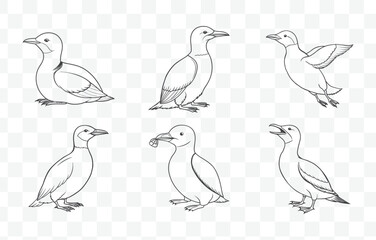 Guillemot Line Art Vector Set Featuring Detailed Bird Illustrations in Minimalist Design Perfect for Nature and Wildlife Art