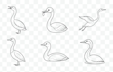 Obraz premium Grebe Bird Line Art Vector Set with Elegant and Detailed Grebe Illustrations Perfect for Wildlife and Nature Designs