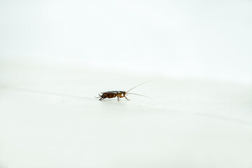 Large Cockroach In Bathroom on white tiles - Australian Cockroach