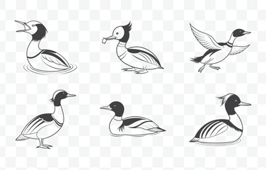 Merganser Line Art Vector Set of Detailed Waterfowl Illustrations in Minimalist Style for Wildlife Designs