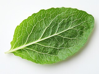 Obraz premium a lettuce leaf with veins visible, macro photography, detailed texture, isolated on white background