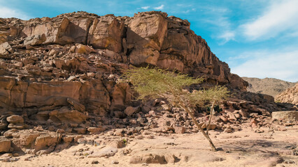 tree with green leaves against a cliff in Egypt Dahab South Sinai