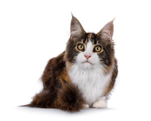 Pretty young tortie Maine Coon cat, laying down facing front. Looking towards camera. Isolated on a white background.