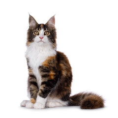Pretty young tortie Maine Coon cat, sitting up side ways. Looking towards camera. Isolated on a white background.