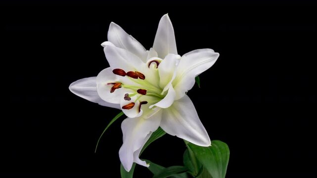 Beautiful white lily flower on black background. Wedding, Valentines Day, Mothers Day concept. Holiday, love, birthday design backdrop