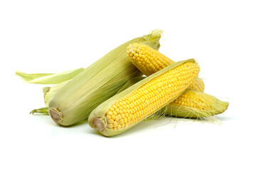 Fresh corn cobs with husks and kernels isolated on a white background