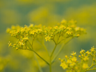 秋の七草のオミナエシ