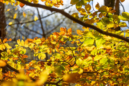 Golden yellow and green autumn leaves illuminated by sunlight, highlighting the beauty of the season, while tree branches provide structure and contrast against the clear sky in Montseny Spain