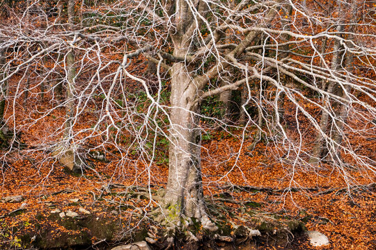 A tall tree with bare branches stands prominently in an autumn forest, its surroundings covered in a thick layer of fallen leaves, depicting the passage of seasons in Montseny Spain
