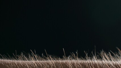 Macro shot of Hair Standing on End Against a Dark Background