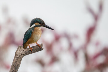 Kingfisher on branch , Common Kingfisher , Male Common Kingfisher