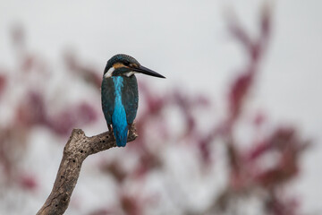 Kingfisher on branch , Common Kingfisher , Male Common Kingfisher