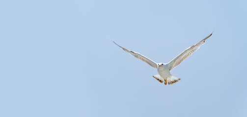Seagull flying alone in blue sky looking at camera