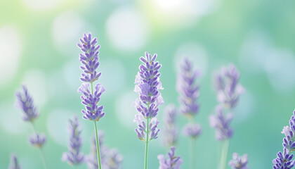 Fototapeta premium A single pastel color, such as mint green or lavender, providing a soothing and simple backdrop