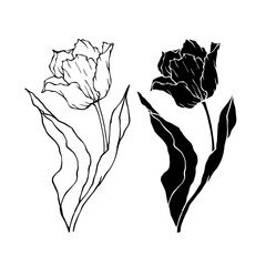Line sketch, silhouette, stamp of spring flower tblpan. Vector graphics.