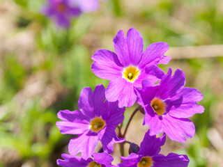 Blooming flowers in alpine meadows under a bright sky, creating a picturesque and atmospheric landscape of nature