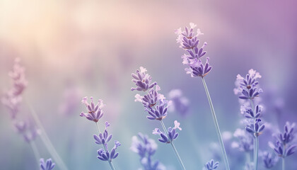 A single pastel color, such as mint green or lavender, providing a soothing and simple backdrop