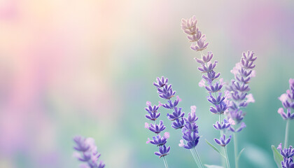 Obraz premium A single pastel color, such as mint green or lavender, providing a soothing and simple backdrop