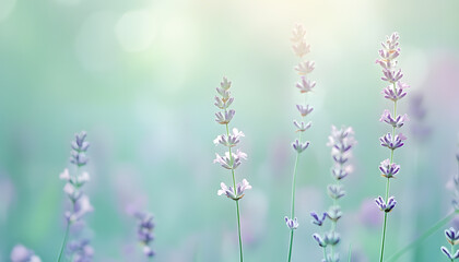 Obraz premium A single pastel color, such as mint green or lavender, providing a soothing and simple backdrop