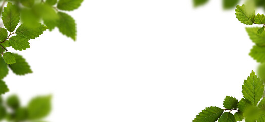 Green frame with fresh leaves isolated on white or transparent background