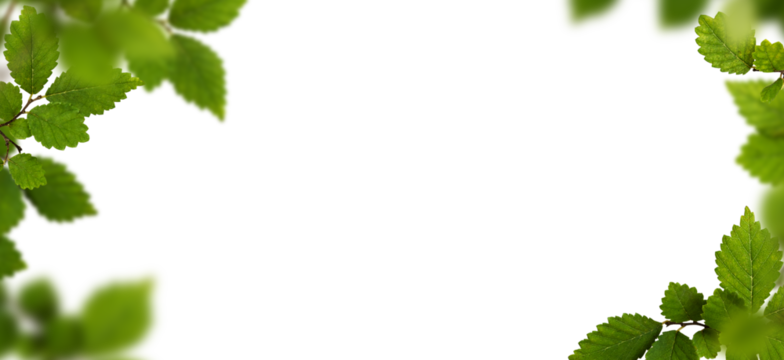 Green frame with fresh leaves isolated on white or transparent background