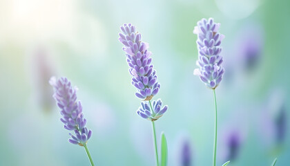 Fototapeta premium A single pastel color, such as mint green or lavender, providing a soothing and simple backdrop