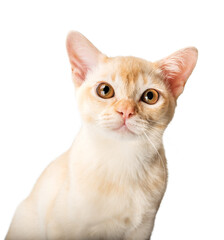 Red Burmese kitten on transparent background.