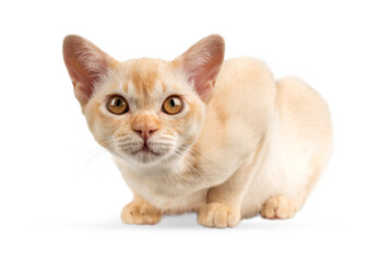 Red Burmese kitten on transparent background.