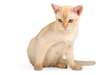 Red Burmese kitten on transparent background.