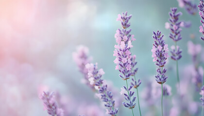 Obraz premium A single pastel color, such as mint green or lavender, providing a soothing and simple backdrop