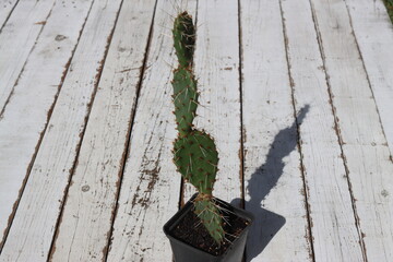 kaktus opuncja mrozoodporna opuntia polyacantha var erinacea