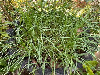 Obraz premium grass in the garden