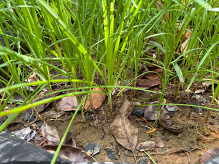 grass in the grass