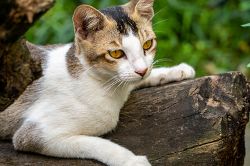 Beautiful white Indian Cat Resting 4- Camera used Sony Alpha 6400