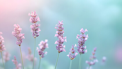 Fototapeta premium A single pastel color, such as mint green or lavender, providing a soothing and simple backdrop