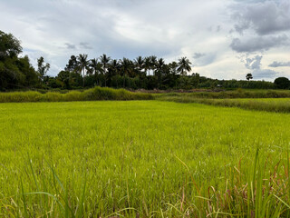rice fields