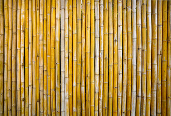 Dry yellow bamboo fence wall seamless background for product montage. Natural brown bamboo timber fence texture for background. Ecology construction concept.