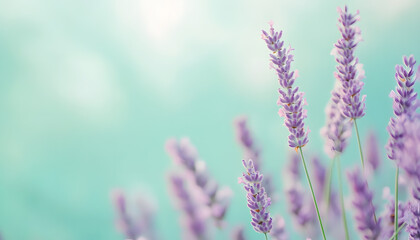 A single pastel color, such as mint green or lavender, providing a soothing and simple backdrop