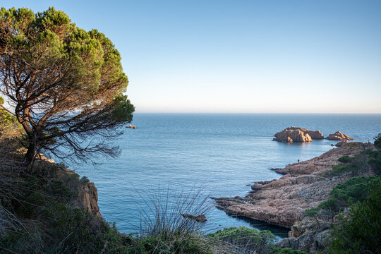 A picturesque view featuring a tree on the edge, rocky coastal formations, and calm waters extending towards a horizon, all under a clear blue sky, embodying peace and tranquility in Costa Brava Spai