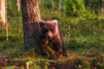 Fototapeta premium brown bear cub