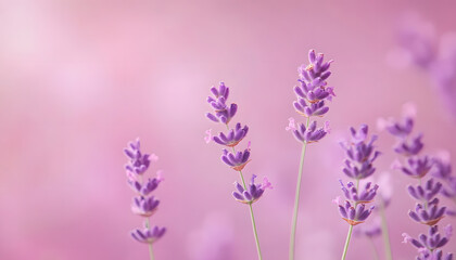 Obraz premium A single pastel color, such as mint green or lavender, providing a soothing and simple backdrop