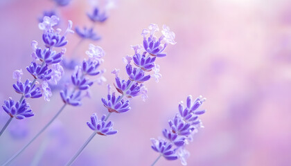 Obraz premium A single pastel color, such as mint green or lavender, providing a soothing and simple backdrop