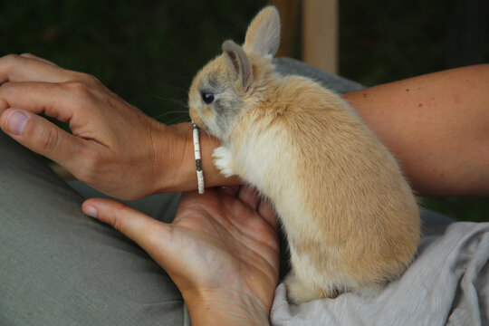 Lapereau roux dans les mains d'une personne