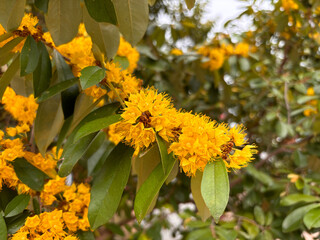 Schoutenia glomerata King subsp