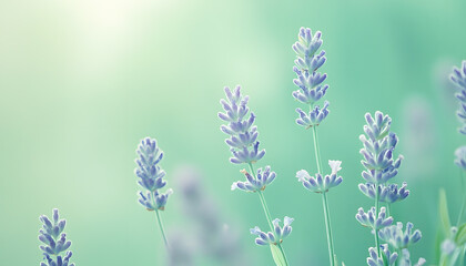 Fototapeta premium A single pastel color, such as mint green or lavender, providing a soothing and simple backdrop