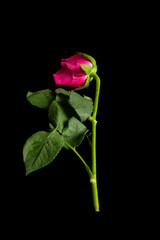 Obraz premium A Single Rose on a Black Background